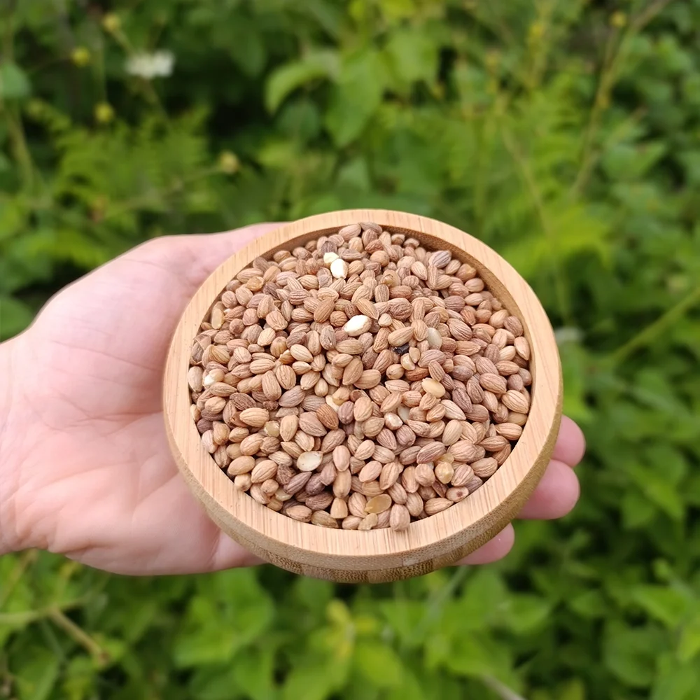 Mahlep (1 kg)
