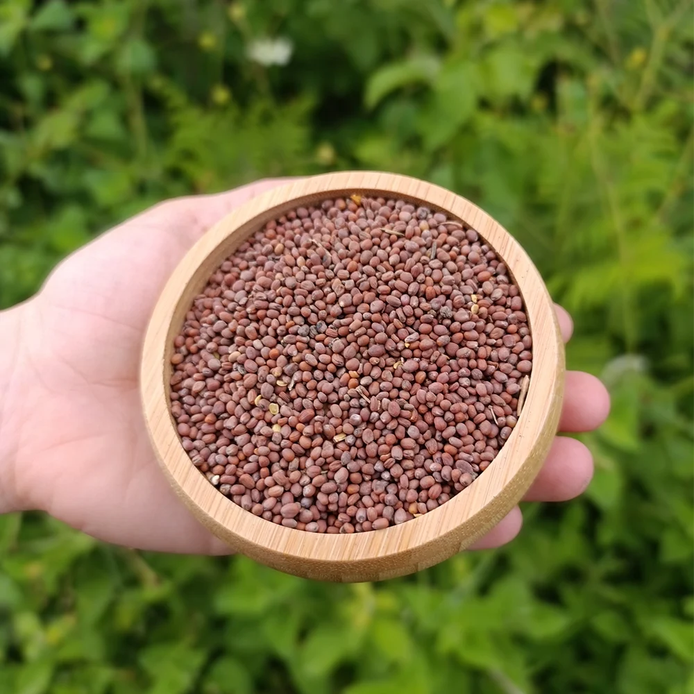 Turp Tohumu (1 kg)